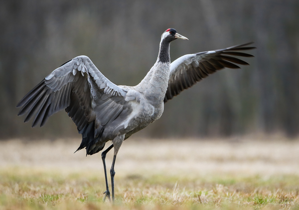 Common Crane