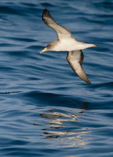 Cory's Shearwater