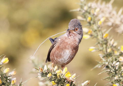 Dartford Warbler