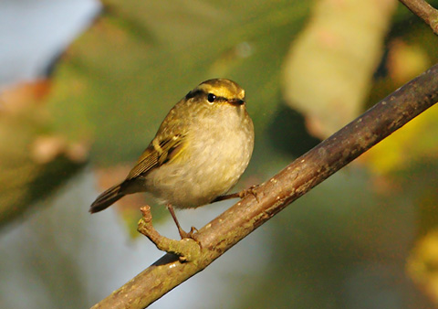 Pallas's Warbler