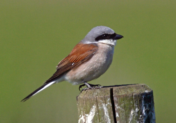 Red-backed Shrike
