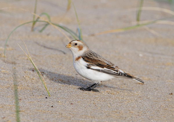Snow Bunting