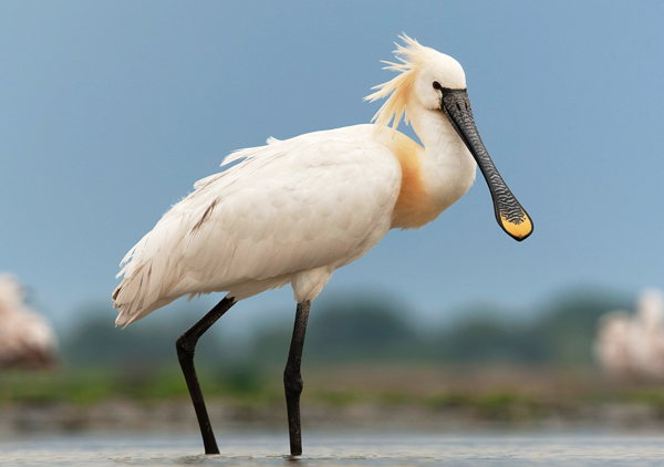 Spoonbill