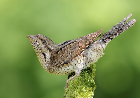 Wryneck